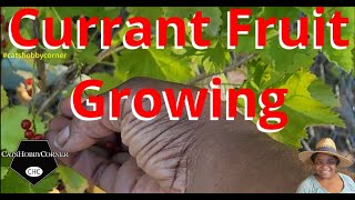 Growing Currant Berry Fruit  catshobbycorner [upl. by Htrag]