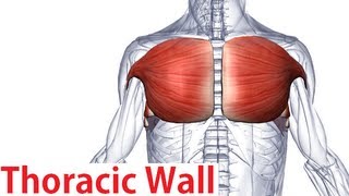 Muscles of the Thoracic Wall  Chest Muscles Anatomy [upl. by Ettenan]