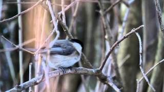 la mésange boréale [upl. by Yv]