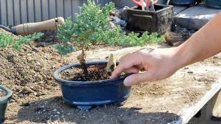 Bonsai Basics  Watering your Bonsai Tree [upl. by Panta]