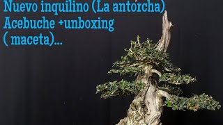 Nuevo Acebuche LA ANTORCHA Unboxing de su nueva maceta [upl. by Fanestil]