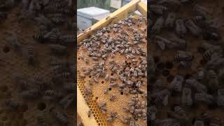 apis mellifera jemenitica سلالة النحل اليمني [upl. by Harrad]