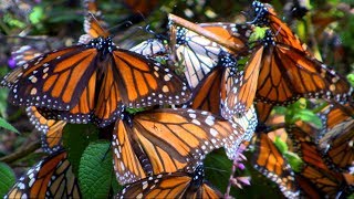 Millions of monarch butterflies flutter to the mountains in Mexico every October [upl. by Eirok]