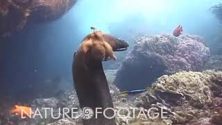 Octopus rides moray eel to avoid its jaws [upl. by Michal]