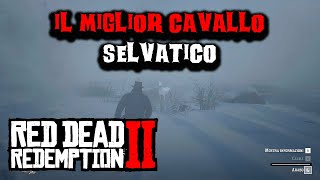 Dove trovare il cavallo migliore selvatico su Red Dead Redemption 2 [upl. by Lahcym]