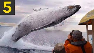 Top 5 AMAZING Whale Spotting Moments [upl. by Aketahs]