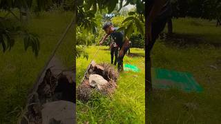 The snake was in the abandoned coconut tree they are trying to rescue Part1 cobra rescue [upl. by Eux]