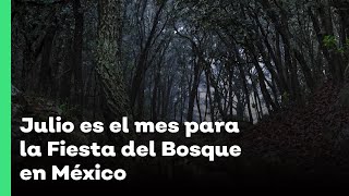 Julio es el mes para la Fiesta del Bosque en México  Jalisco Noticias [upl. by Veronique837]