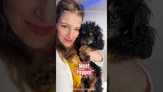 What is a Phantom Toy Poodle Meet Pepper the black and tan poodle [upl. by Erlinna]