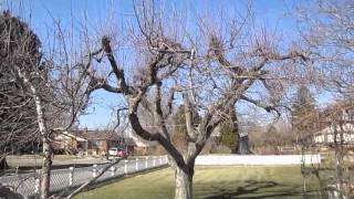 How to Prune Old Apple Trees [upl. by Rosenfeld]