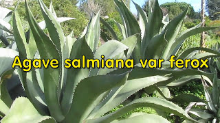 AGAVE GALLERY Agave salmiana var ferox [upl. by Ahmad]