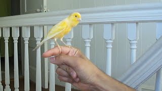 Canary singing on my hand [upl. by Hilleary531]