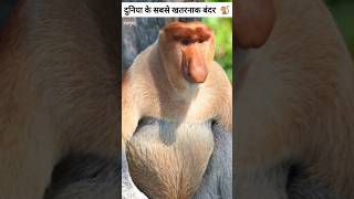 Dangerous monkey of the world 😮🐒vikasonfacts facts monkey dangerousmonkey shorts facts [upl. by Edva]