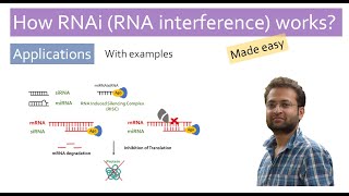 RNA interference RNAi Animated  miRNA  siRNA  mRNA regulation  gene silencing  PTGS  RISC [upl. by Eimarrej]