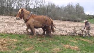 EQUITRACTION labour au brabant traction animale [upl. by Gilly]