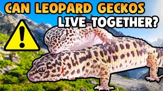 Can Leopard Geckos Live Together [upl. by Dewey]