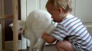 Cat Attacks Baby [upl. by Moraj]