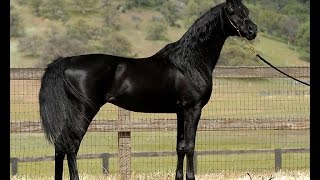 Mystic Jamaal  Homozygous Black Arabian Stallion [upl. by Niuqram]