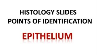 Epithelium Histology Points of Identification [upl. by Hesky]