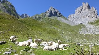 Troupeaux dAnsabère Pyrénées [upl. by Minetta]