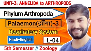 Palaemon3Phylum Arthropoda L4Respiratory system of Prawn5th Sem ZooAmar Sir [upl. by Mcconaghy]