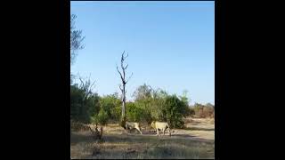 Los plains camp nuevamente desafiando a los ndzhenga⚔️lionking animals lion wildlife viralvideo [upl. by Nyledam707]