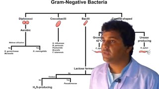 Gram Negative bacterial Classification Urduhindi [upl. by Buell]