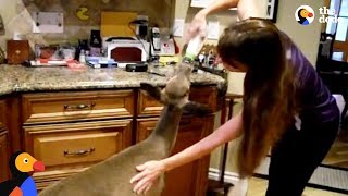 Deer Visits Rescuer To Say Thanks To Woman Who Saved Her  The Dodo [upl. by Ulric]