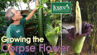 Growing the Corpse Flower Earths largest inflorescence [upl. by Richie]