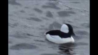 Buffleheads [upl. by Ernaline295]