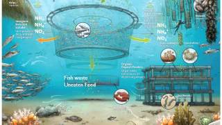 What is Integrated Multi Trophic Aquaculture [upl. by Cyril689]