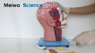 Cerebral Artery and Arteries Veins Vascular Nerves and Lymph of Head and Face Soft Silicone Model [upl. by Ayiak394]