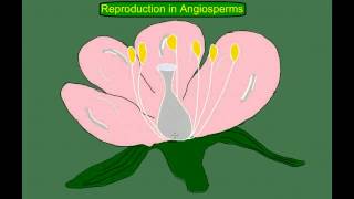 Angiosperm flowering plant Life Cycle [upl. by Iluj]