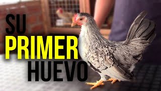 el PRIMER HUEVO de mi GALLINA KIKIRIKI  2021  KIKIRIKIS PERU 🐔 [upl. by Yadsendew]