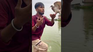 Kabuter ne Bacha liya magarmach se 😱🕊️👌pigeon shortvideo shortsfeed yt viralvideo 😱🕊️🙏🏻 [upl. by Samy296]