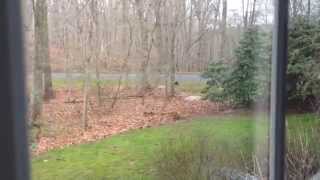 Fisher Cat in Madison Connecticut A daytime video of the elusive Connecticut predator [upl. by Calv623]