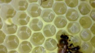 Honey bee Multiple Eggs in Cell [upl. by Lubet]