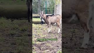 Zwergziegen im SerengetiPark [upl. by Saiasi]