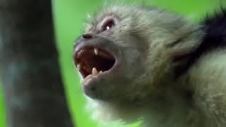 Fighting Monkeys  Clever Monkeys  BBC Earth [upl. by Harrington872]