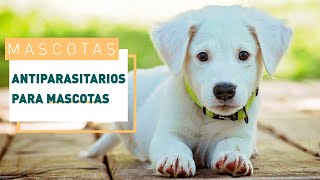 Todo sobre los antiparasitarios para perros y gatos  Verdecora [upl. by Assenaj853]