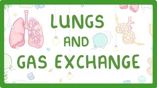 GCSE Biology  Gas Exchange and Lungs 26 [upl. by Harvard]