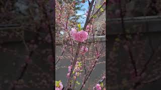 Flowering plum Prunus triloba grows into a small tree The flowers are pale pink or white pink [upl. by Aitret692]