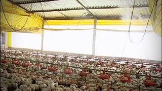 The Brazilian Poultry Industry [upl. by Nnarual]