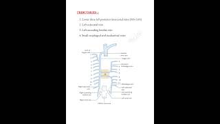 Hemiazygos vein📝 mbbslife trending thorax anatomy medicalconcepts28 [upl. by Carmelo]