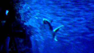 Great white shark RARE behavior  Monterey bay aquarium [upl. by Aikel]