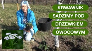 Właściwości Krwawnika  Dlaczego Warto Go Mieć W Ogrodzie [upl. by Lefton]