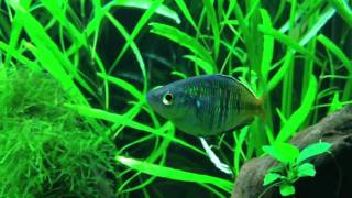 Planted Rainbowfish Aquarium lowtech [upl. by Ellednahc924]