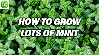 Mint Mastery Grow Abundant Mint Varieties Easily  Complete Herb Garden Guide [upl. by Jeno]