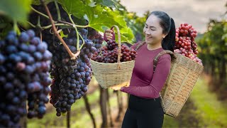 Harvesting GRAPE and goes to the market sell  Vietnamese Harvesting [upl. by Bixby]