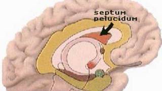 How the Body Works  Units of the Limbic System [upl. by Zetana]